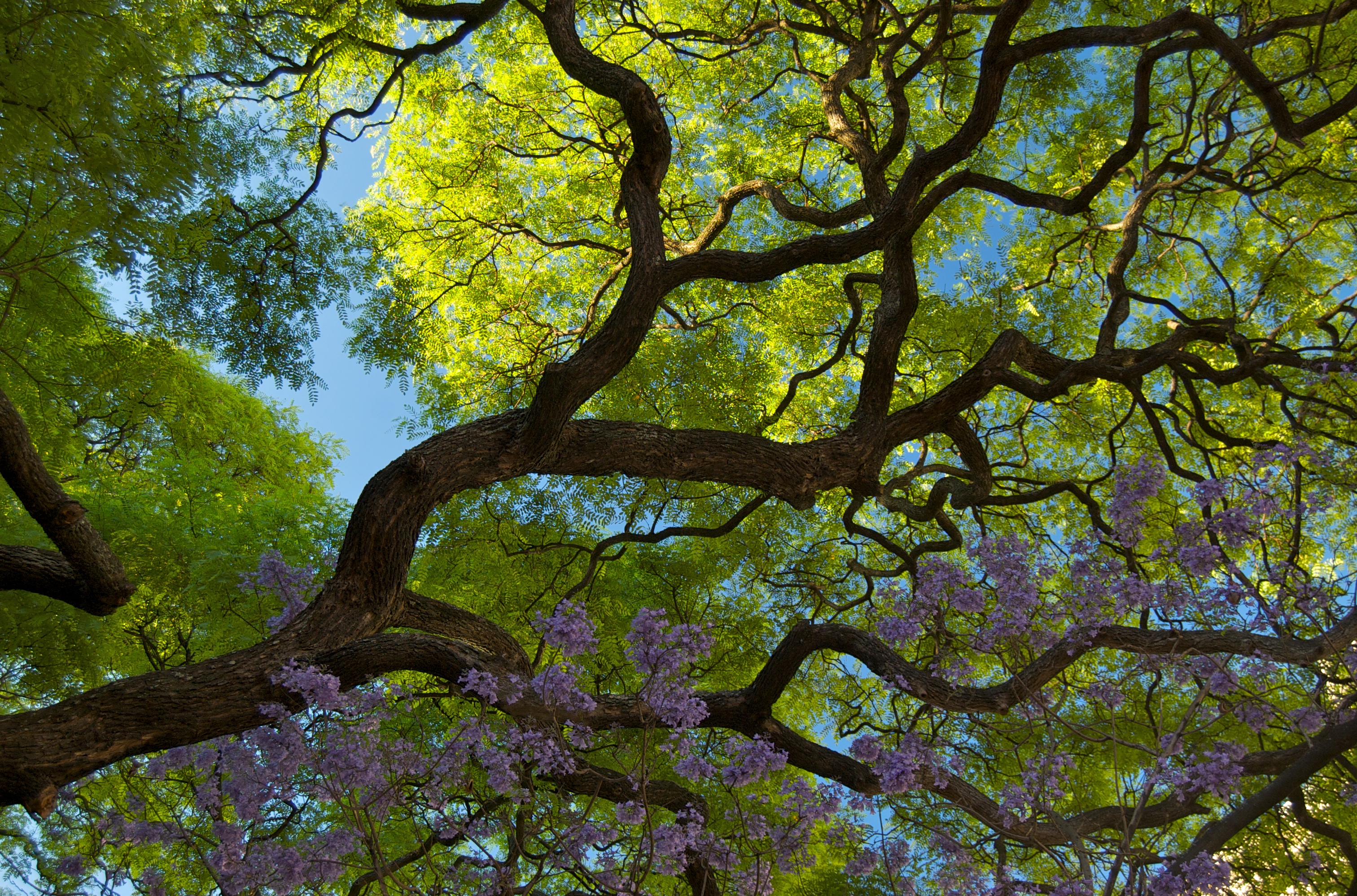 Rosewood in Buenos Aires, Argentina. Photo by Beatrice Murch/Flickr