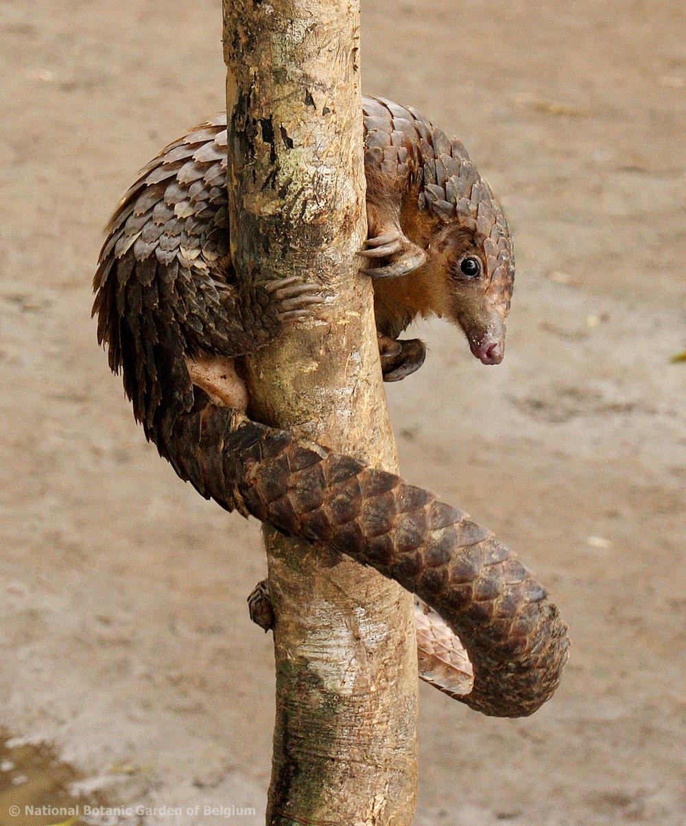 A pangolin curls around a tree. Flickr/Bart Wursten