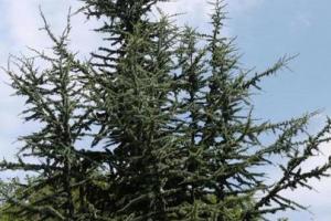 Cedrus atlantica