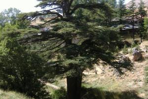 Cedrus libani