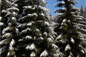 Picea abies