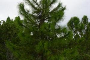 Pinus elliottii