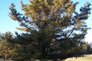 Pinus koraiensis