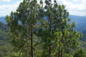 Pinus oocarpa