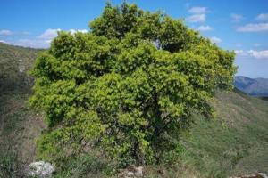 Podocarpus parlatorei