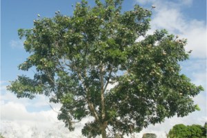 Swietenia macrophylla