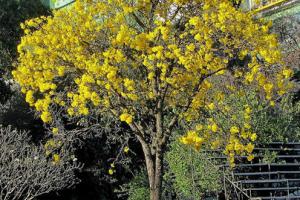 Tabebuia serratifolia