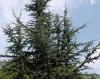 Cedrus atlantica