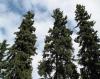 Picea glauca