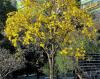 Tabebuia serratifolia